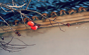 双宫含耳机讲解苏州园林